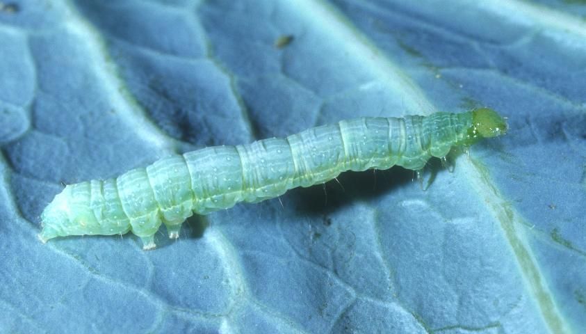 A close-up dorsal view of a caterpillar with a small yellow-green head and thick body resting on a green leaf. The  caterpillar  is light green with a thin white line along the entire length of its ventral side and striping and spots along its back.