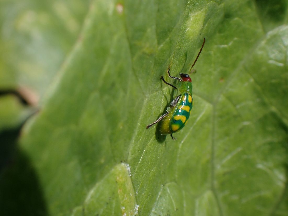 A close-up of an insect on a leaf of lettuce. It has black antennae, a red head, a green body, dark green wings covered with wide yellow bands, and black legs.