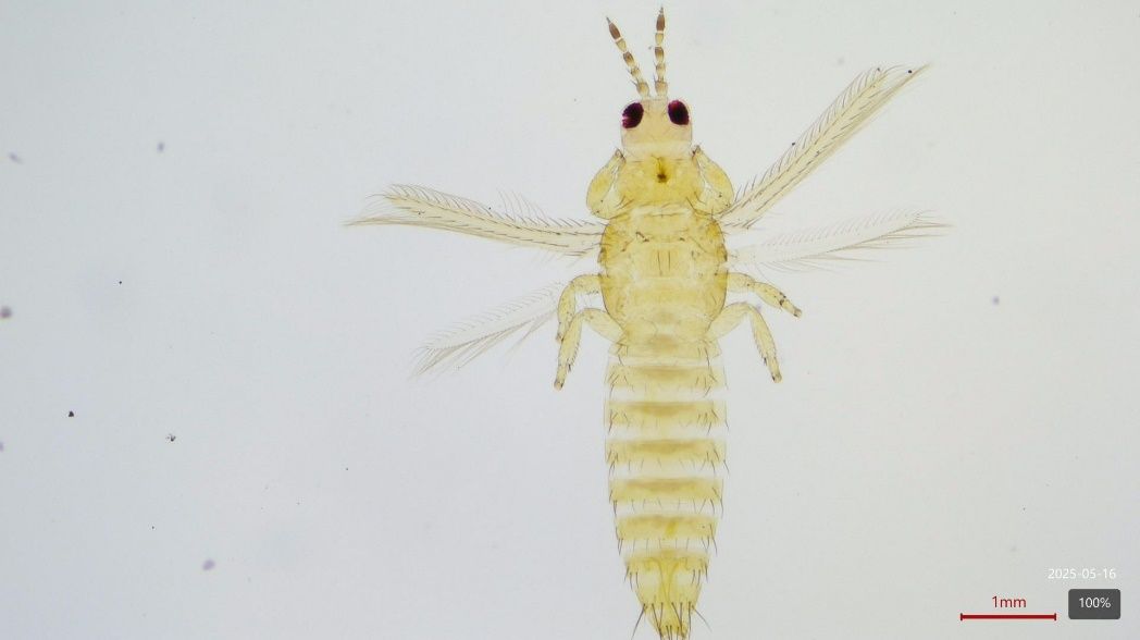 Magnified photo of an insect against a white background. The insect is completely yellow with a slender oblong body. The antennae are alternating dark and light yellow and resting above the head. It has 4 wings extending perpendicular to the body, with 6 visible legs. The front and back wings are lined in small hairs that cover the edges and inner margins. The abdomen also has rows of small hairs that line each segment. There is a red scale bar at the bottom labeled 1 mm to indicate the actual length of the insect, which appears to be 4 to 5 mm long.