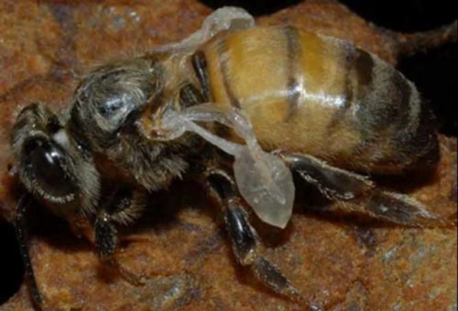 A close-up of a bee with twisted, clumped wings in a milky translucent color.