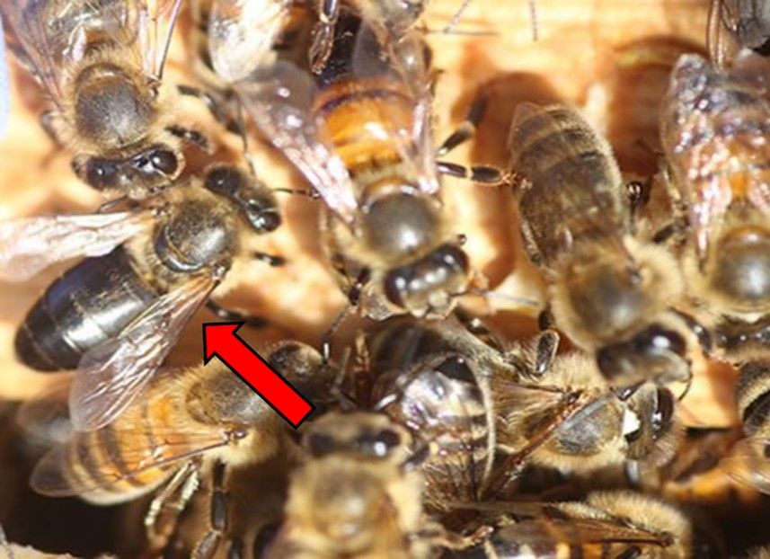A group of bees on top of honeycomb. Most have fuzzy, golden-orange and black striped bodies. A red arrow points out one that looks different, with no stripes and a uniformly dark, hairless, shiny abdomen and thorax.