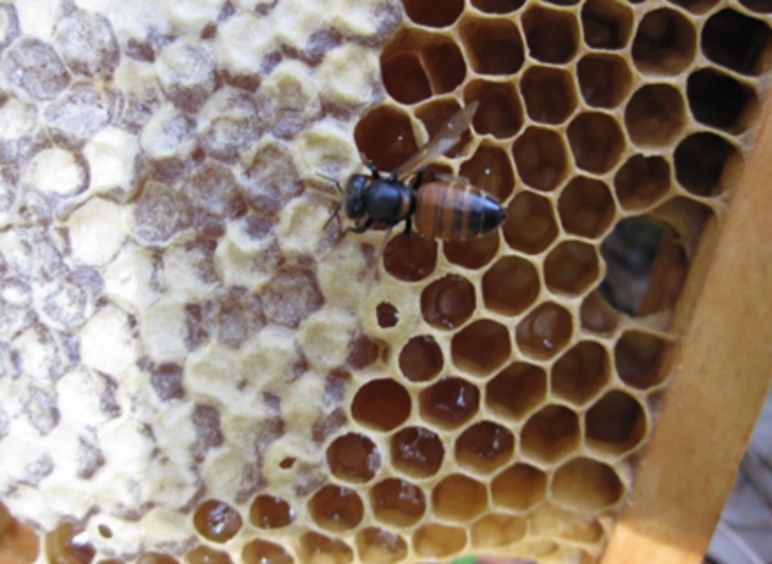 A close-up photo of a shiny honey bee on a section of honeycomb in a wooden frame from a beehive. Some of the cells of the honeycomb have wax coverings (are capped), and others are open, or uncapped.