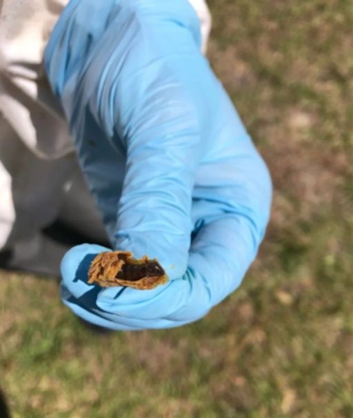 A hand in a blue nitrile glove holding a queen cell sheared in half from top to bottom. Inside is a blackened dead queen pupa.