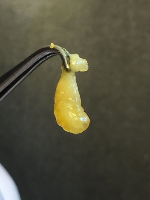 A yellow larvae held between tweezers. Fluid has accumulated under the cuticle.