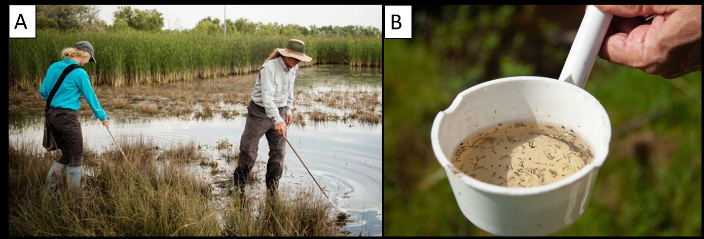 Two people collecting larval mosquito samples in a wetland (A); and a close-up of a cup with mosquito larvae in water (B).