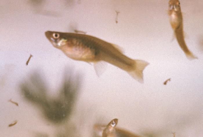 Close-up of small, silvery fish swimming with elongated brownish larvae in water.
