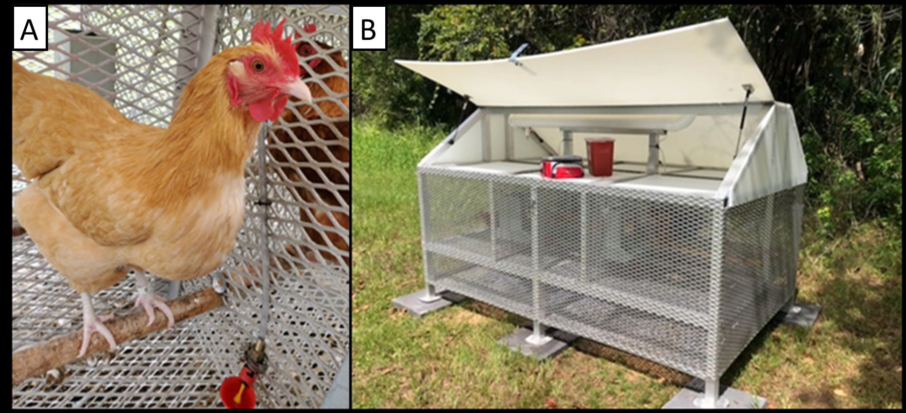 A close-up of a sentinel chicken in a cage (A); and a large outdoor chicken coop housing sentinel chickens (B).