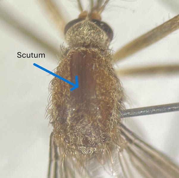 A close-up of a mosquito's dorsal surface with a blue arrow indicating the location of the scutum. The scutum is golden-brown and covered in golden hairs.
