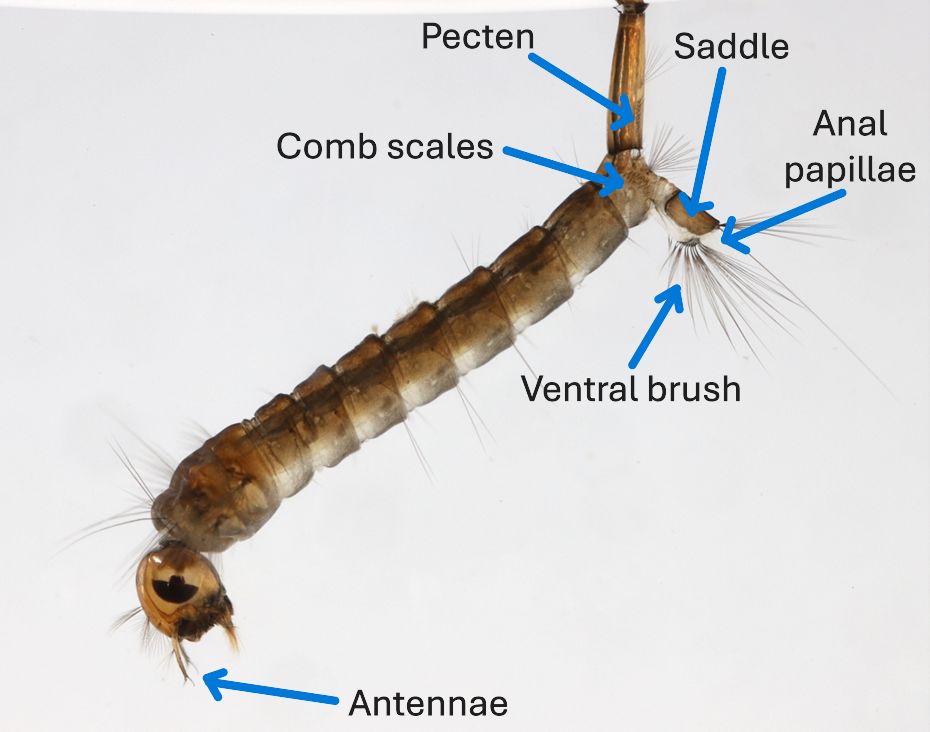 A close-up of a mosquito larva with blue arrows indicating the locations of the antennae (anterior dorsal surface of head), comb scales (8th abdominal segment), pecten (basal half of siphon), saddle (wrapped around terminal abdominal segment), ventral brush, and anal papillae (both protruding off the terminal abdominal segment). The larva is brown with paler coloration on its ventral surface.