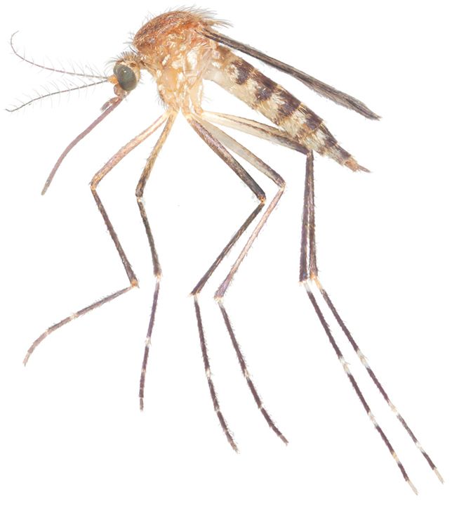 A close up of a mosquito in profile. The thorax is a reddish golden brown, and the abdomen is striped black and tan.