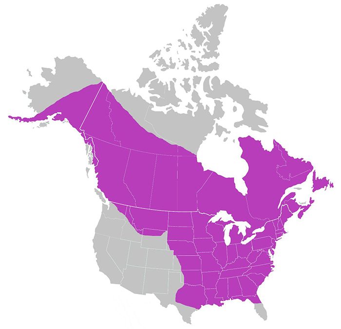 A map of North America with purple shading over the range in which Aedes canadensis can be found. The shading encompasses the lower half of Alaska, most of Canada (with the exception of Nunavut and the upper Northwest Territories), and the northern and eastern United States.