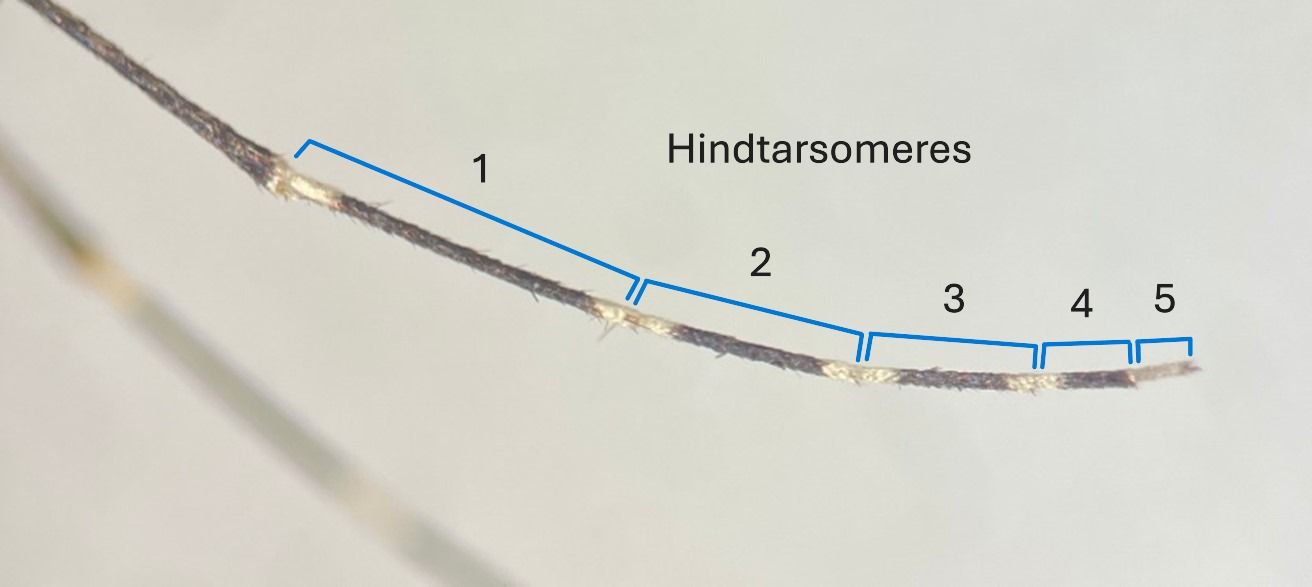 A close-up of a mosquito leg with blue brackets indicating the locations of each of the 5 tarsomeres. Each tarsomere is dark brown with a cream-colored band on its upper and lower margins.