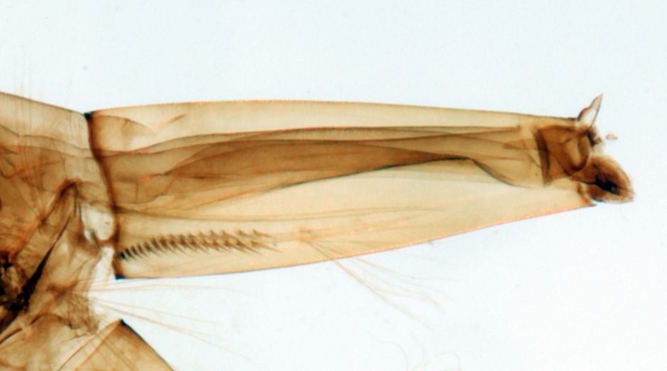A close-up of a mosquito larva's pale-brown siphon showing a pair of hairs protruding near the midline and a row of small spikes (the pecten) extending up the basal 1/3 of the siphon.