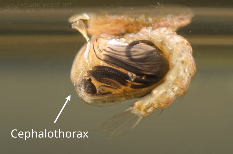 Picture of an Anopheles squamosus pupa showing head and thorax fused into one - called cephalothorax.