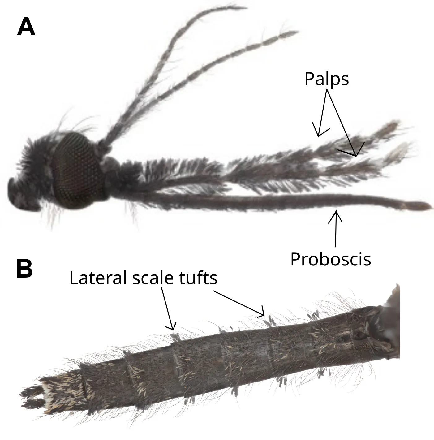 Anatomical features of adult Anopheles squamosus mosquito on head - palps and proboscis - and tufts on abdomen useful for species recognition.