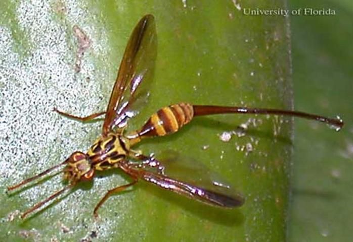 Figure 1. Adult female papaya fruit fly, Toxotrypana curvicauda Gerstaecker.