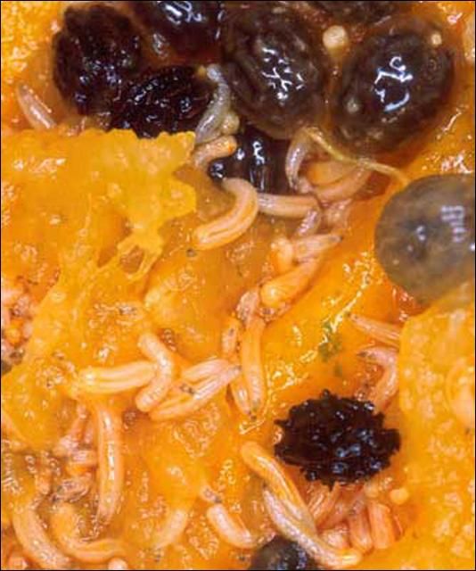 Figure 5. Larvae of the papaya fruit fly, Toxotrypana curvicauda Gerstaecker, in papaya.