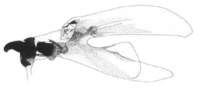 Figure 8. Cephalo-pharyngeal skeleton (left side) of the larva of the papaya fruit fly, Toxotrypana curvicauda Gerstaecker.
