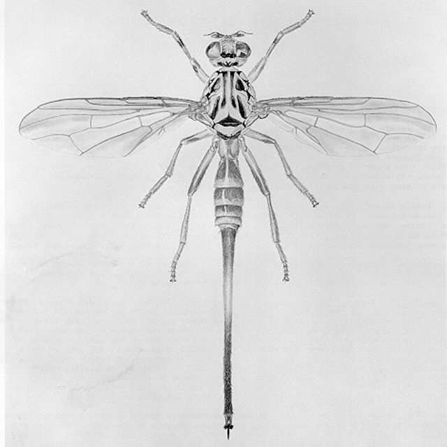 Figure 3. Adult female papaya fruit fly, Toxotrypana curvicauda Gerstaecker.