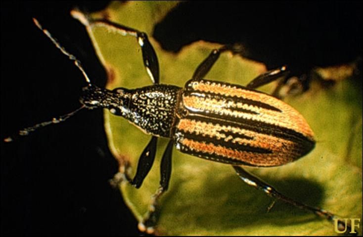 Figure 1. Adult Diaprepes abbreviatus (L.).