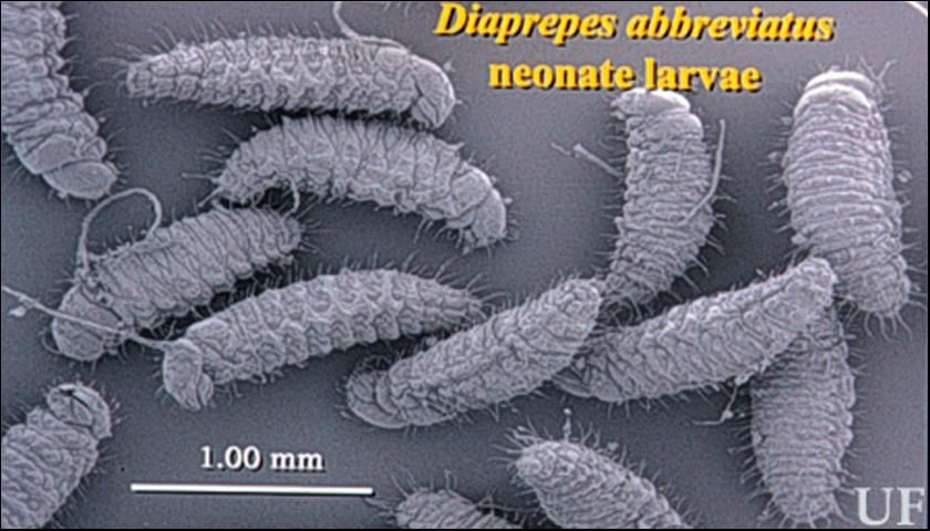 Figure 4. Larvae of the Diaprepes abbreviatus (L.).