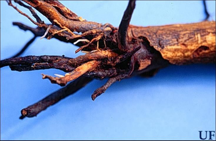 Figure 7. Damage to citrus tree roots by Diaprepes abbreviatus (L.).
