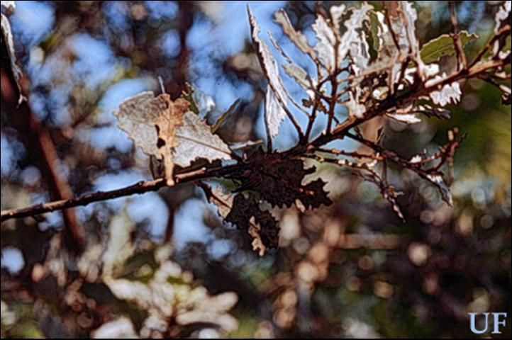 Figure 6. Damage—notching on leaves—by Diaprepes abbreviatus (L.).