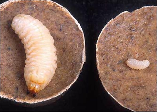 Figure 5. Young (right) and older (left) larvae of the diaprepes root weevil, Diaprepes abbreviatus (Linnaeus), on cakes of an artificial diet developed by the USDA-ARS.
