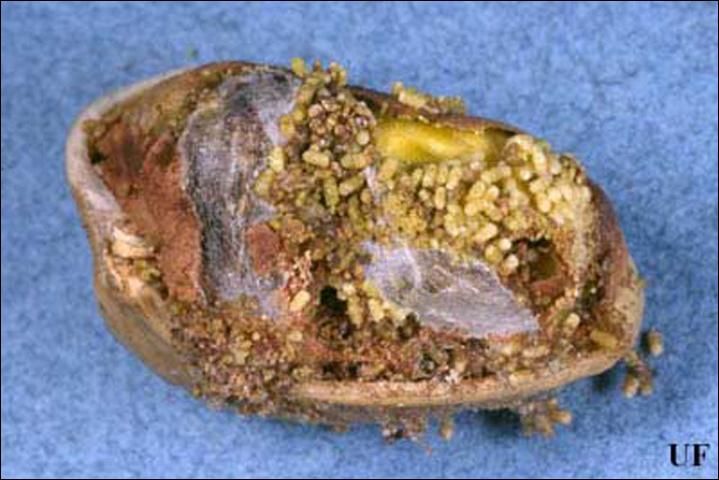 Figure 8. Close-up of a nut infested with Indianmeal moth, Plodia interpunctella (Hübner). Notice the frass and pupal cocoon.