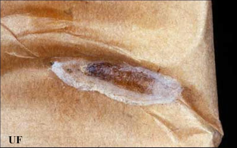 Figure 2. Pupa of the Indianmeal moth, Plodia interpunctella (Hübner). The larva crawled up two shelves and then onto a stack of food envelopes before pupating on the inside of a military C-ration toilet-paper packet in the senior author's house. This shows how larvae have the ability to migrate to distant locations and, thus, confuse identification of the source of the infestation.