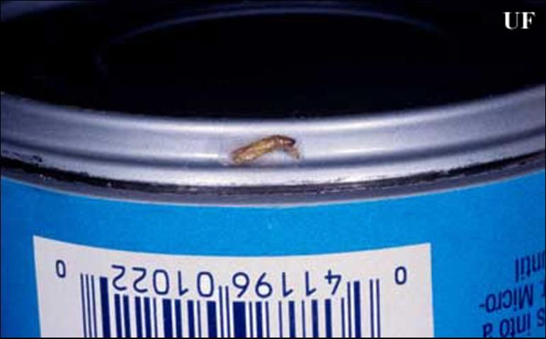 Figure 3. Pupal case of the Indianmeal moth, Plodia interpunctella (Hübner). Found in the senior author's pantry, the larva pupated on the bottom edge of a soup can two shelves up from the actual infestation. All pantry goods must be examined carefully to eliminate the next generation of adults that can fly and, thus, distribute the infestation further.