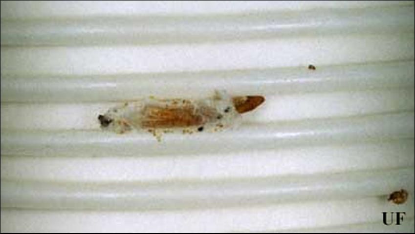Figure 5. Remains of a pupal case of the Indianmeal moth, Plodia interpunctella (Hübner). The larva pupated on the side of a stack of paper cups in the senior author's kitchen.