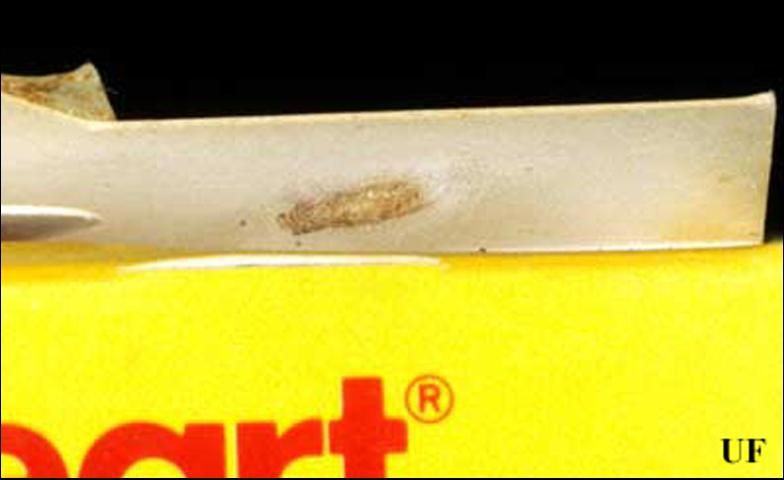 Figure 4. Remains of a pupal case of the Indianmeal moth, Plodia interpunctella (Hübner). The larva pupated inside the lid of a cardboard container one pantry shelf up from the actual infestation in the senior author's house. This demonstrates how difficult it might be to eliminate an infestation even after it has been discovered.
