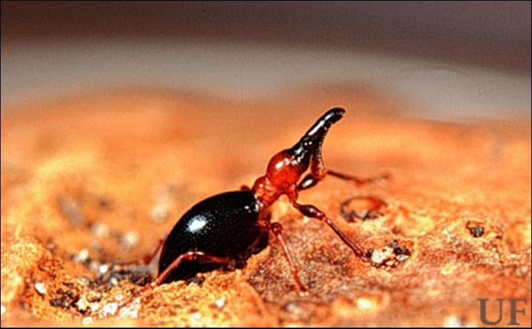 Figure 2. Adult sweetpotato weevil, Cylas formicarius (Fabricius).