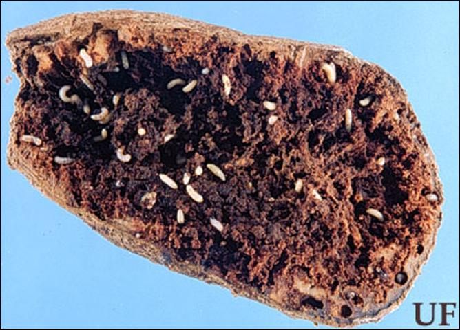 Figure 3. Damage to sweet potato tuber caused by larval feeding of the sweetpotato weevil, Cylas formicarius (Fabricius).