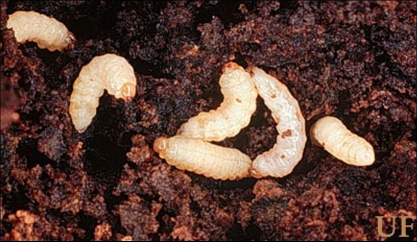 Figure 1. Larvae of sweetpotato weevil, Cylas formicarius (Fabricius).