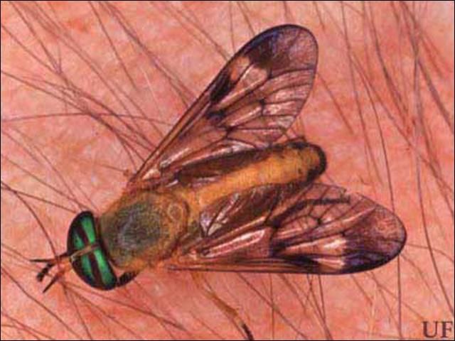 Figure 7. Adult yellow fly, Diachlorus ferrugatus (Fabricius).