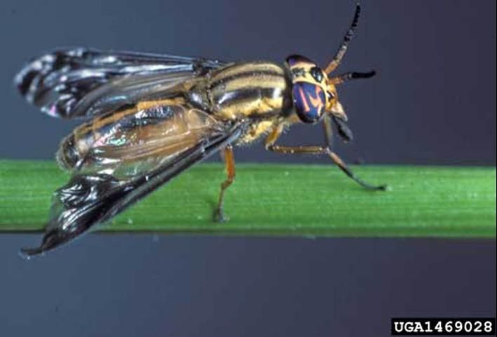 Figure 6. Adult female deer fly, Chrysops pikei Whitney.