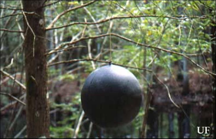 Figure 9. Ball trap, black sphere, used to lure biting flies.