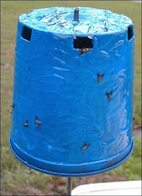 Figure 12. A blue cylinder covered with sticky material makes an effective removal trap for deer flies and other tabanids when attached to a slow moving object (< 7 mi/hr).