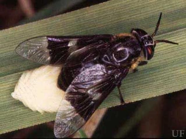 Figure 1. An adult female deer fly, Chrysops cincticornis, laying eggs.