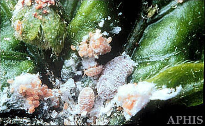 Figure 1. Pink hibiscus mealybugs, Maconellicoccus hirsutus (Green).