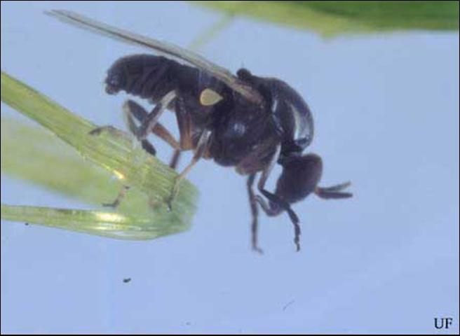 Figure 1. Adult black fly, Simulium slossonae Dyar & Shannon.