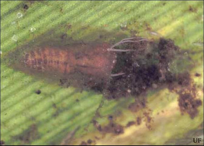 Figure 3. Cocoon of black fly, Simulium slossonae Dyar & Shannon, on grass leaf.