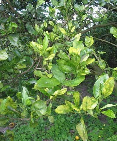 Figure 9. Huanglongbing or greening disease damage to a sweet orange tree.
