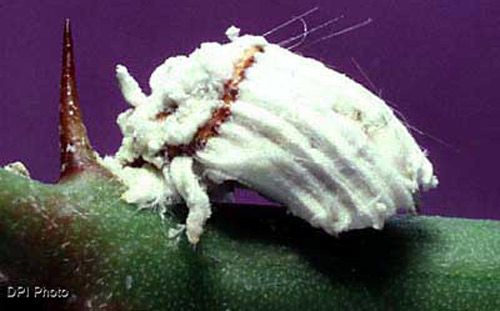 Figure 3. Adult female cottony cushion scale, Icerya purchasi Maskell.