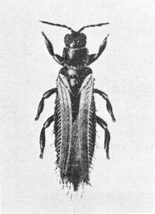 Figure 1. Adult female gladiolus thrips, Thrips simplex (Morison).