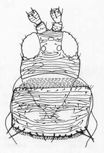 Figure 3. Head and prothorax of the gladiolus thrips, Thrips simplex (Morison), showing setae.