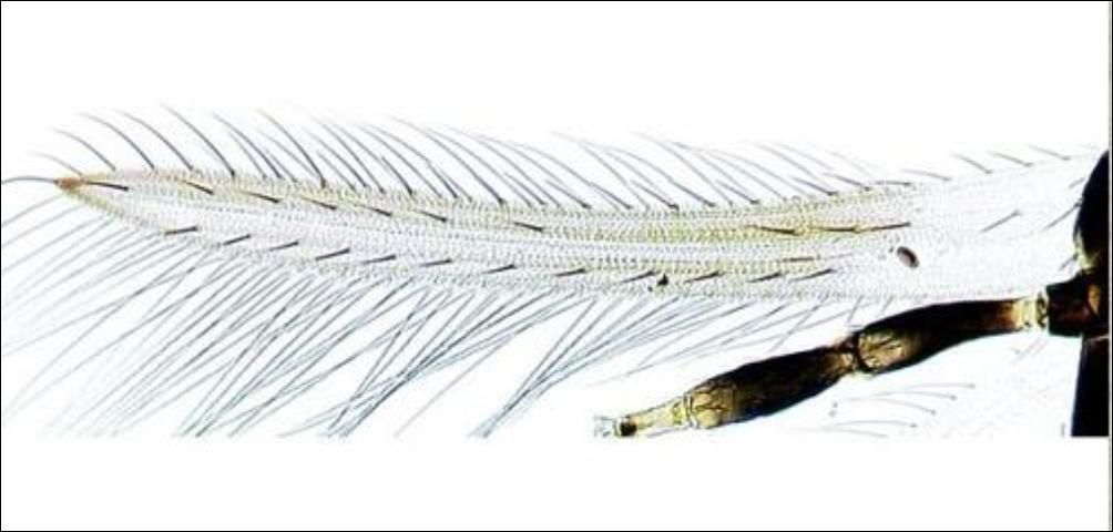 Figure 5. Forewing of an adult gladiolus thrips, Thrips simplex (Morison). Note the first vein with about seven setae on the distal half.