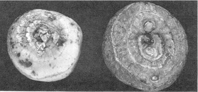 Figure 9. Gladiolus corm (right) showing advanced stage of injury by gladiolus thrips, Thrips simplex (Morison).
